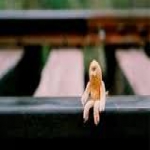 Peanut Sat On A Railroad Track
