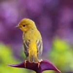 Little Bird, Little Bird